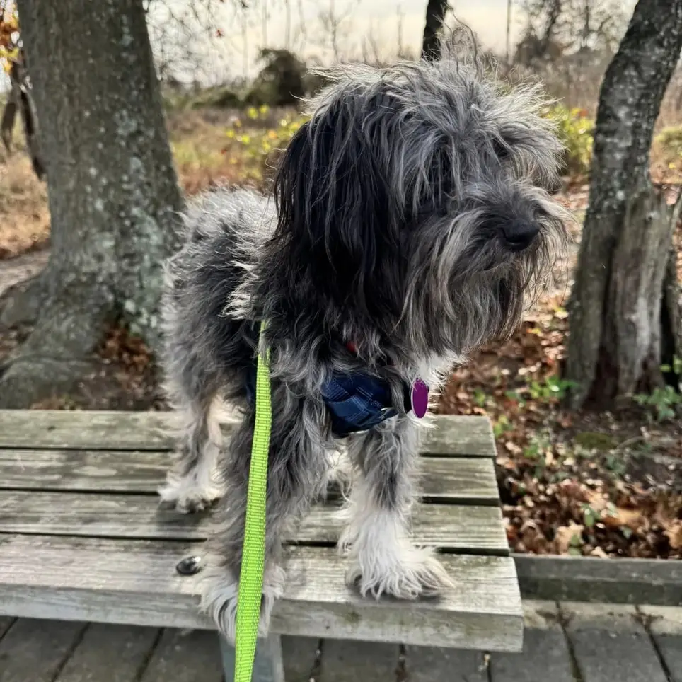 Short Term Dog Foster