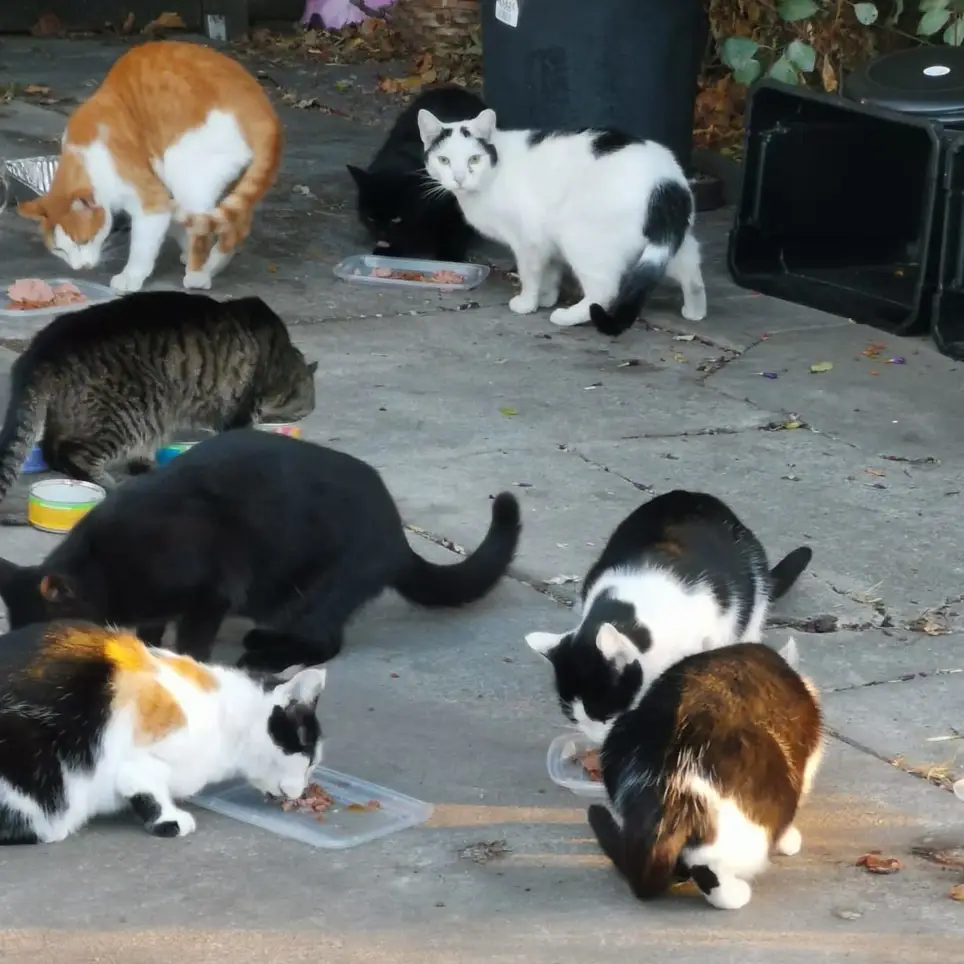 Community Cats Feeder/Caregiver Needed - Milpitas