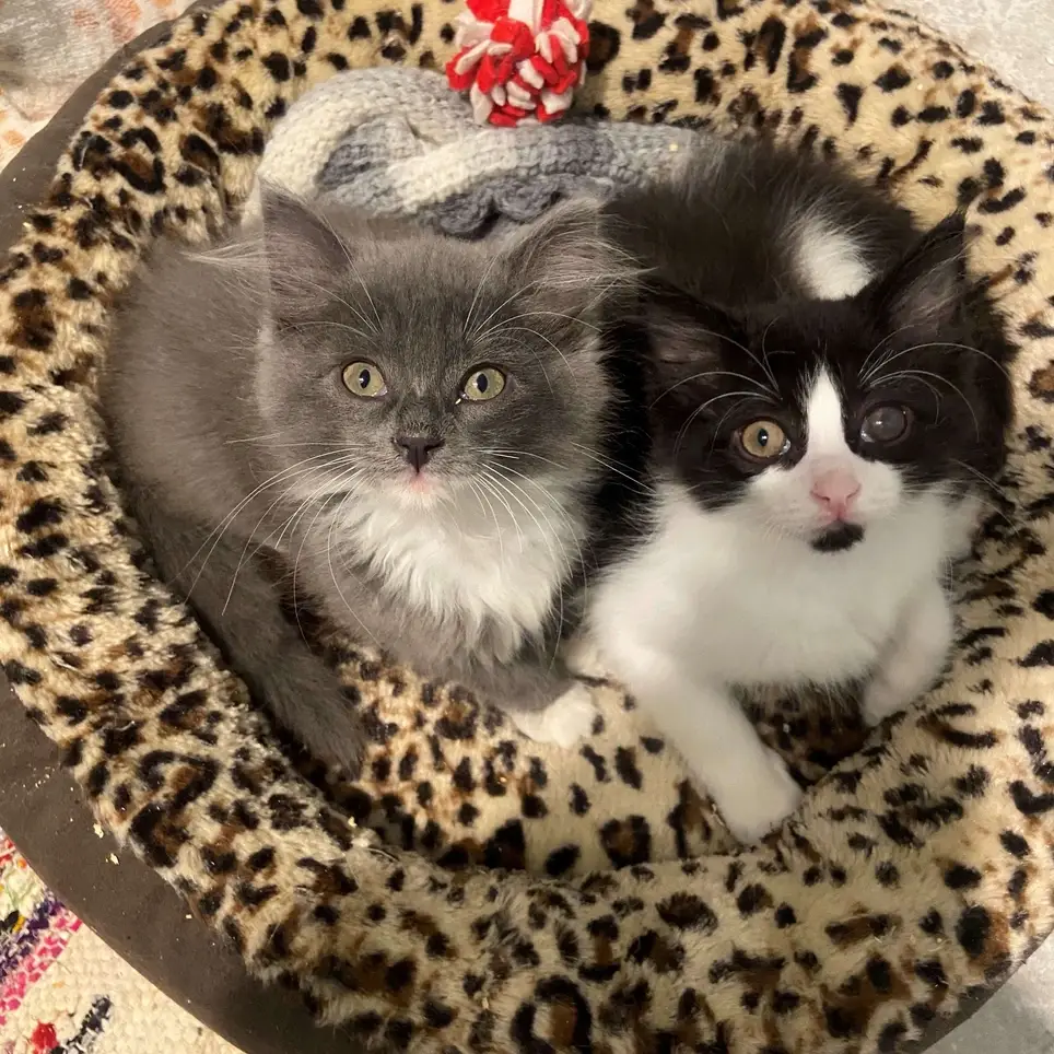 Foster Care for Cats and Dogs