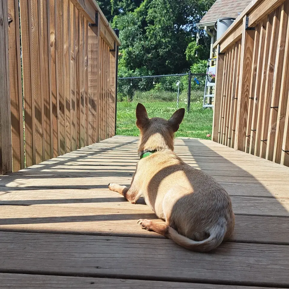 On-Site Admin & Senior Pet Sanctuary Volunteer