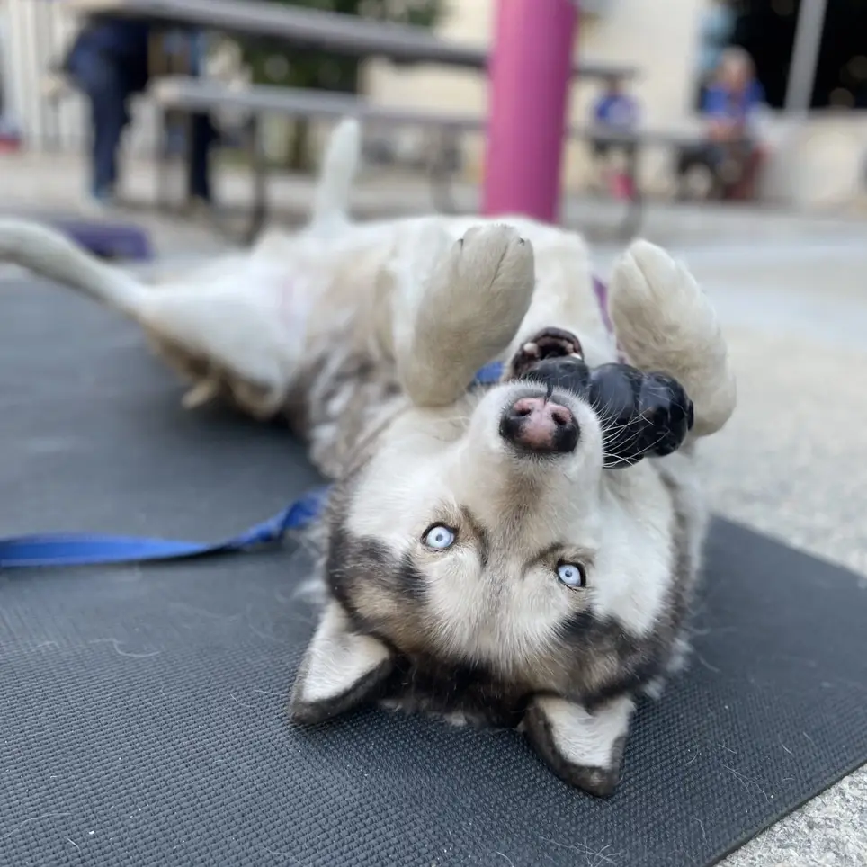 Volunteer to Work Directly with Shelter Dogs this spring!