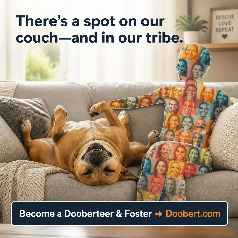Your couch + my paws = the perfect match. - Boston