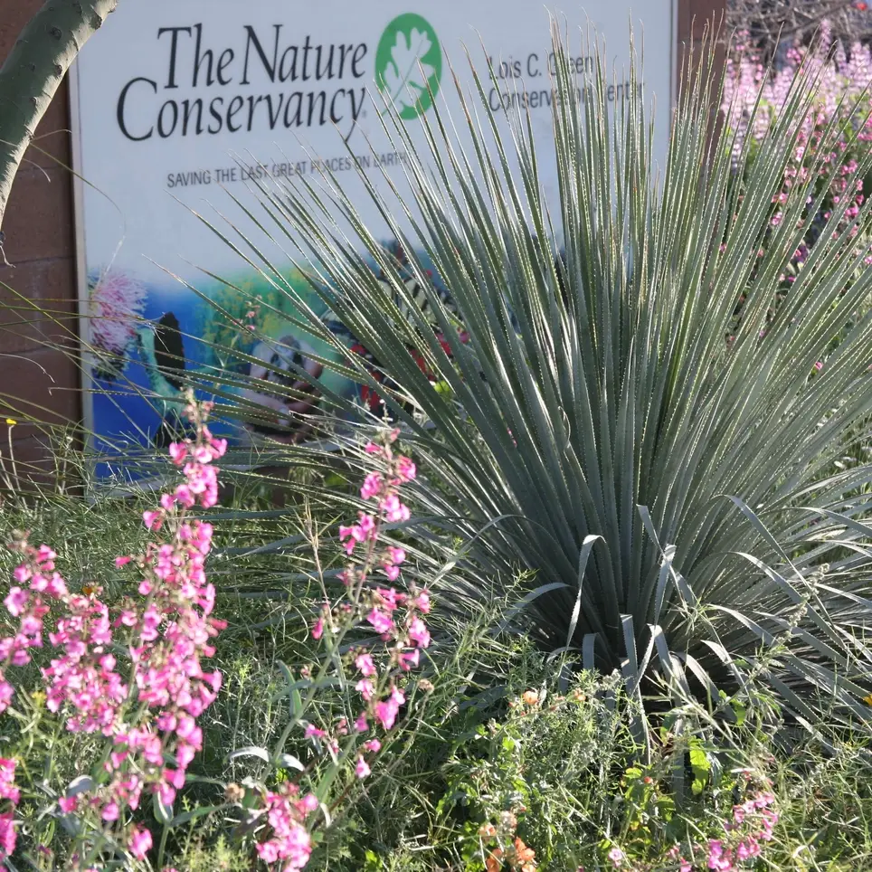 Pollinator Garden volunteer