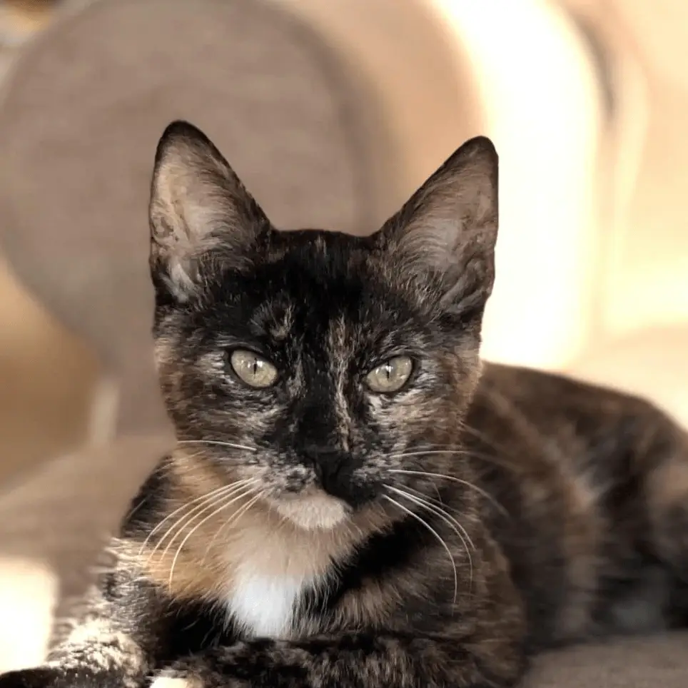 Cat Room Cleaners *Cleaning cat rooms only*