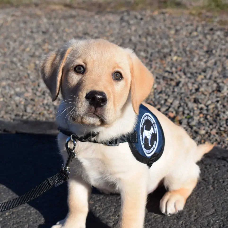 Love Dogs? Like helping people? Raise a service dog puppy!