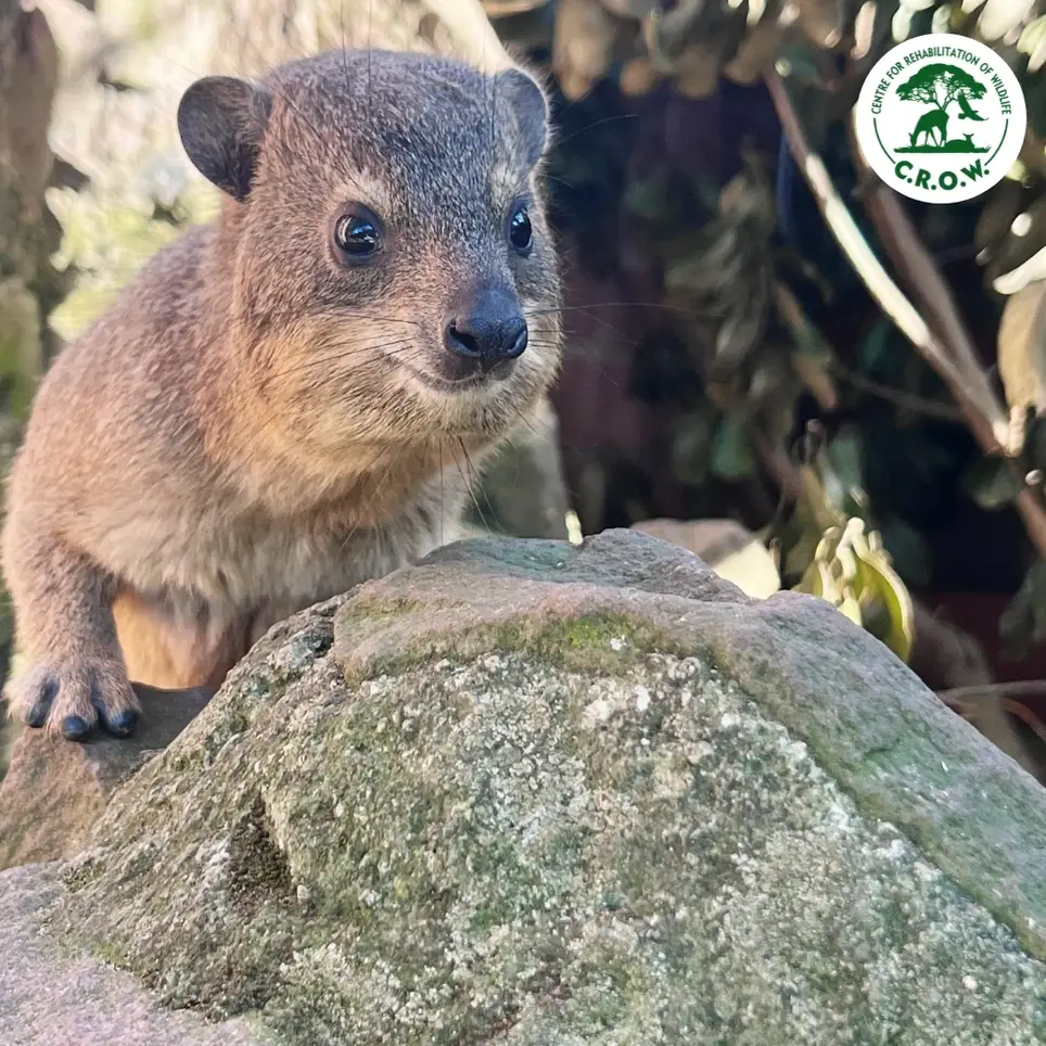 Wildlife Rehabilitation Durban, KwaZulu-Natal, South Africa