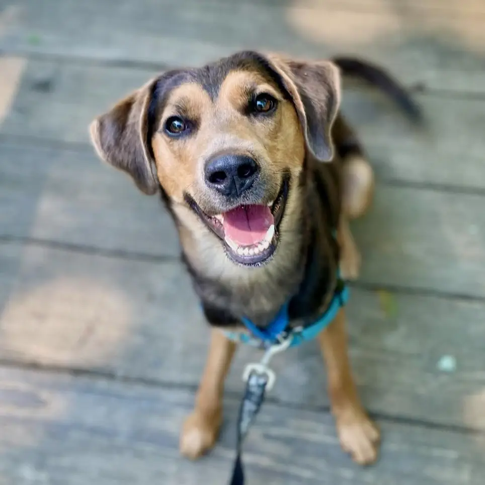 Help dogs get adopted! Be a dog handler at our adoption events