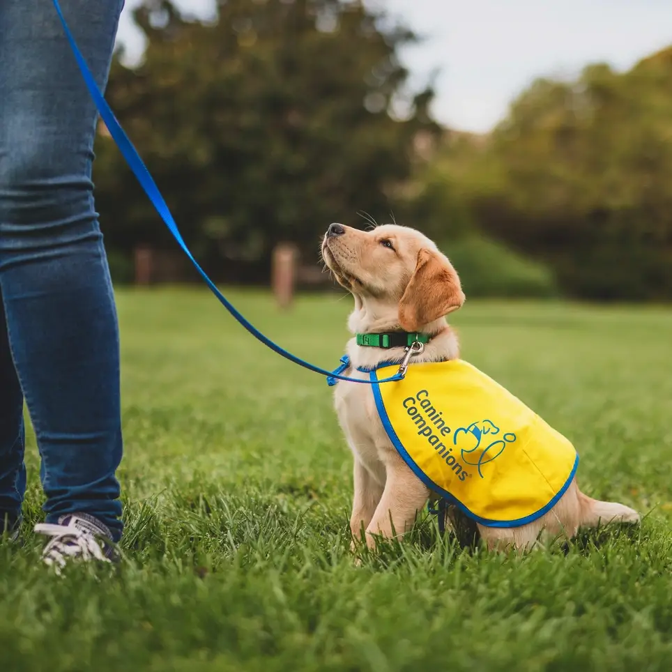 Inspire Independence! Raise a future service dog puppy!