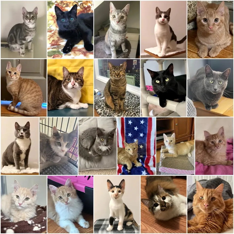 Cat Fosters Needed!