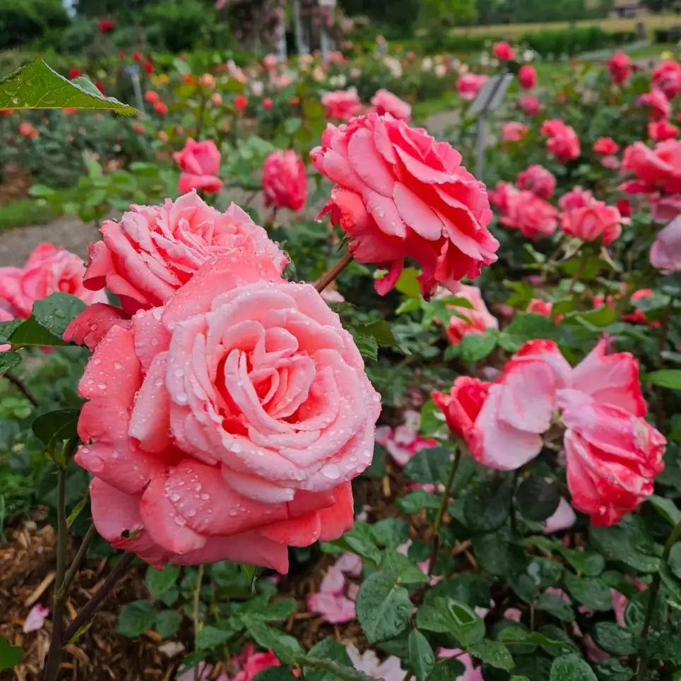 Calling all Hobby Gardeners!