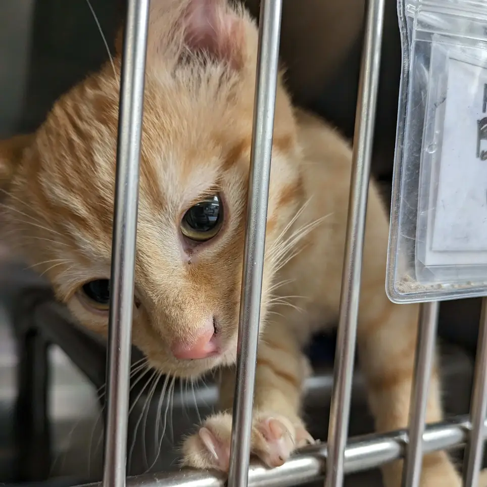 Cat Foster Parent - Arlington/Fairfax and surrounding area