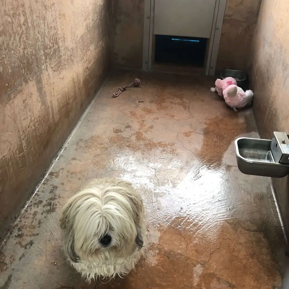 Fosters desperately needed in Los Angeles: Venice/Marina del Rey/El Segundo!