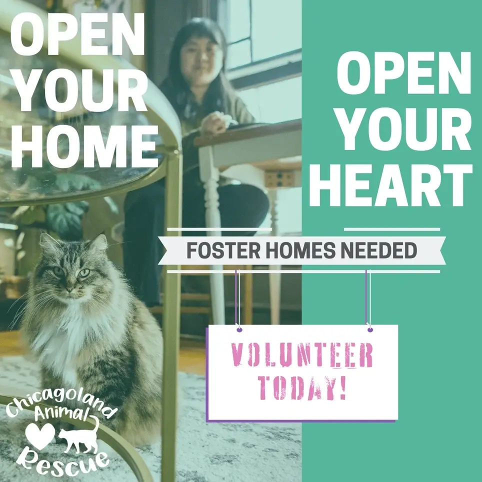 Fostering Cats in Need