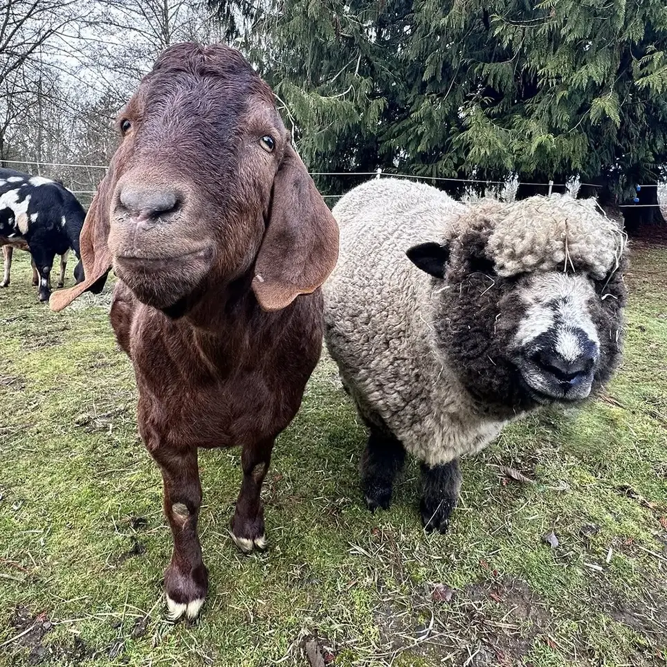 Love animals? Farm sanctuary caretakers needed!