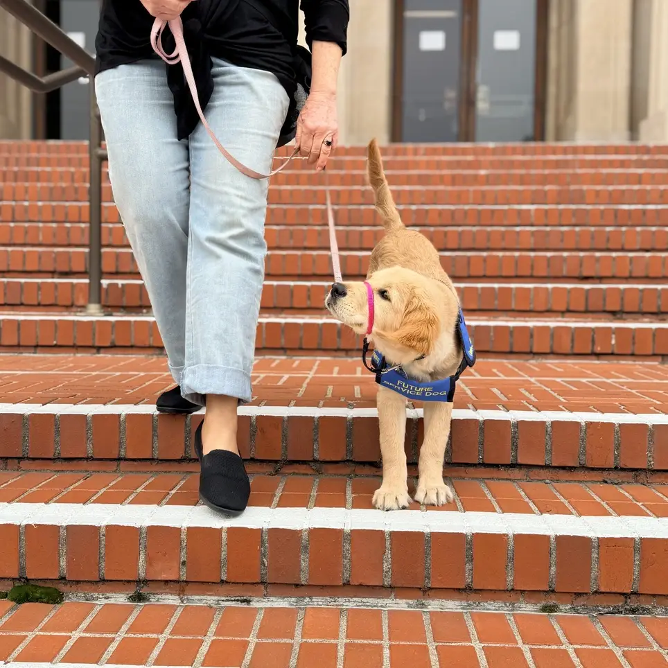 Puppy Kindergarten Socializers