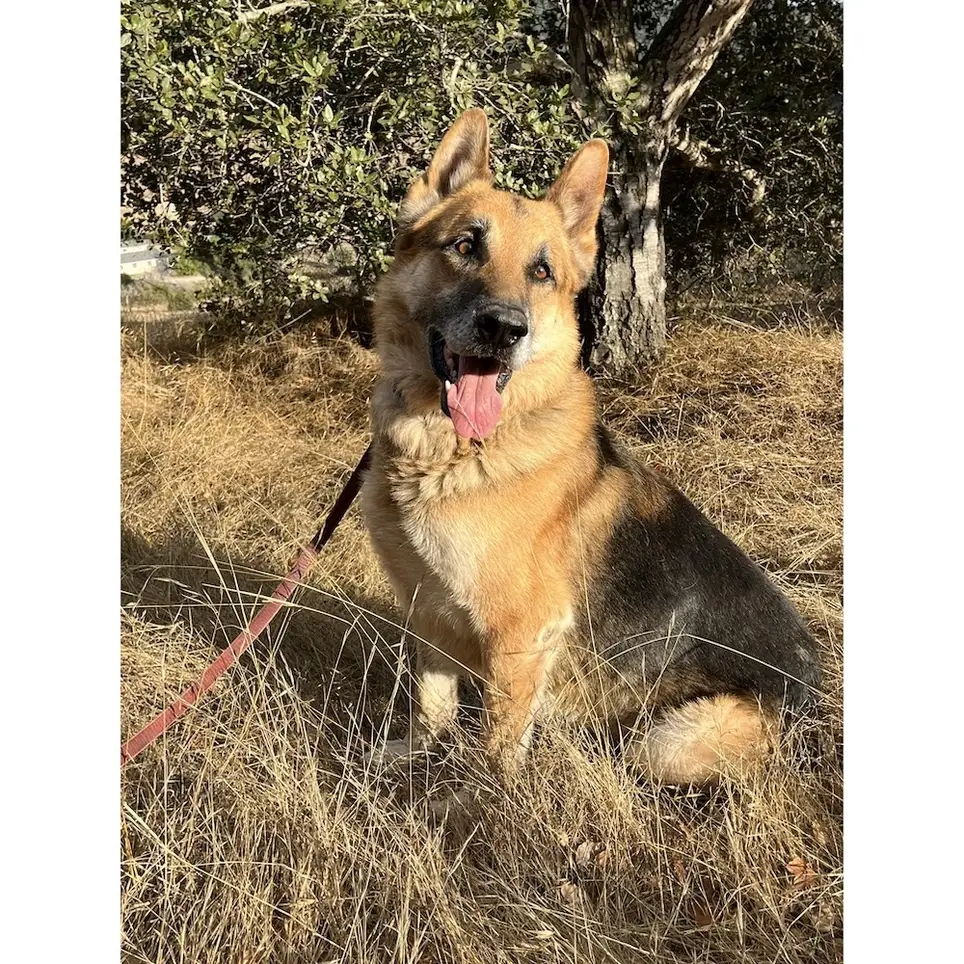 Produce a Video for Thulani Senior German Shepherd Rescue