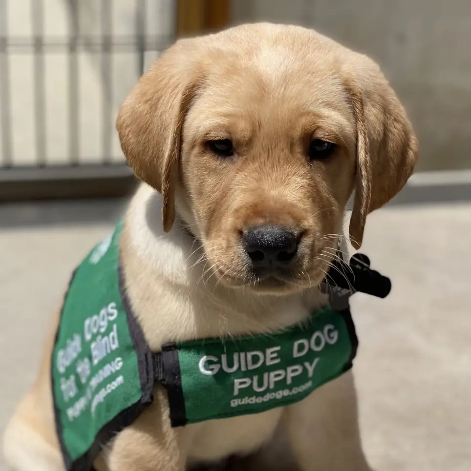 Guide Dog Puppy Raisers and Puppy Sitters