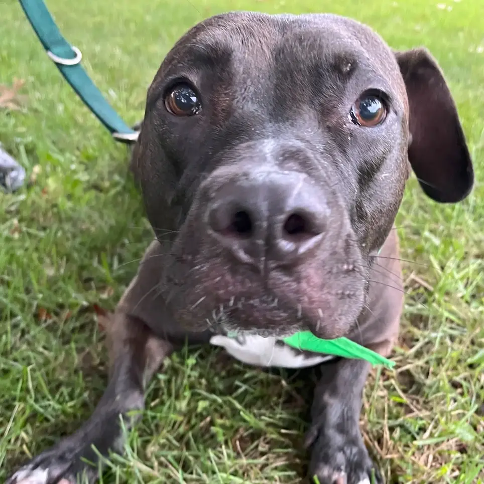 Do you love Dogs? Dog Transporters Needed