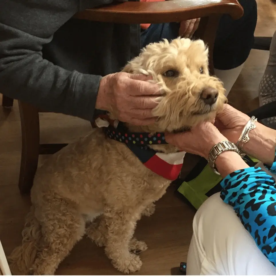 Hospice Hounds (pet therapy): Moose Lake and surrounding