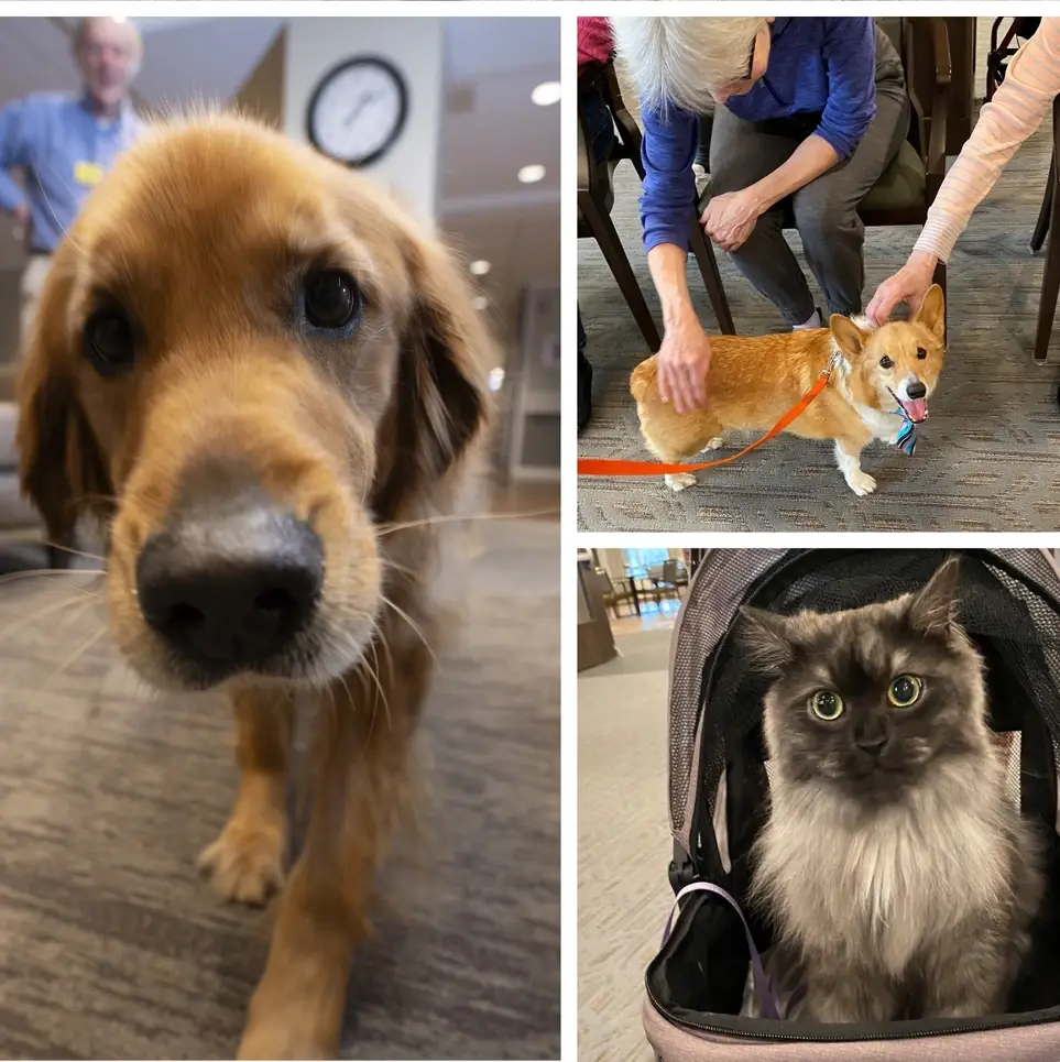 Share the Love: Volunteer with Your Dog or Cat at Lyngblomsten!