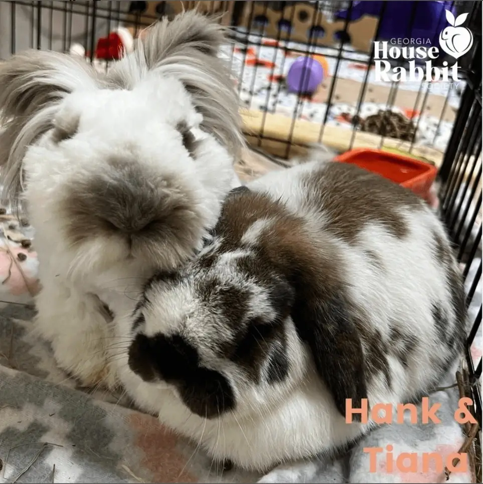 Volunteer at GA's largest bunny rescue