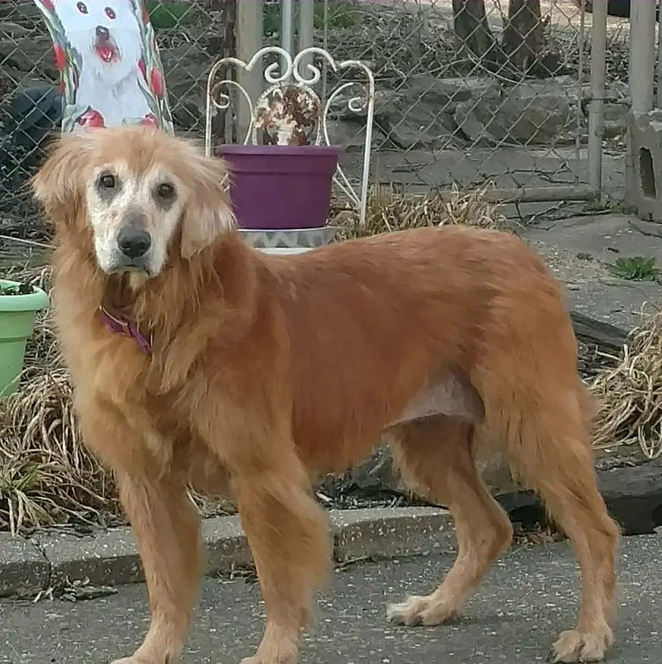 If you have a heart for dogs that need help, the GRRAND Transport team could use your assistance!