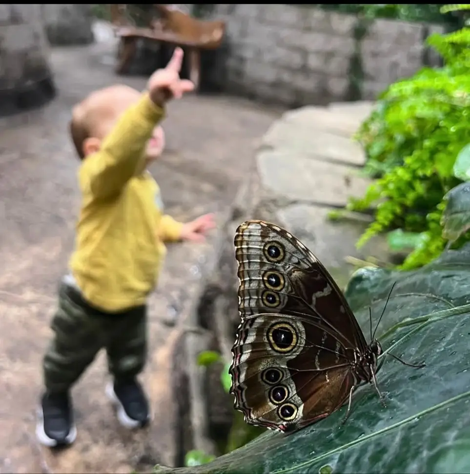 Volunteer at a Butterfly House in the Ozarks! While helping conserve rainforests around the world!